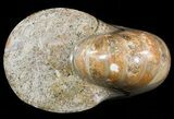 Polished Nautilus Fossil - Madagascar #47391-2